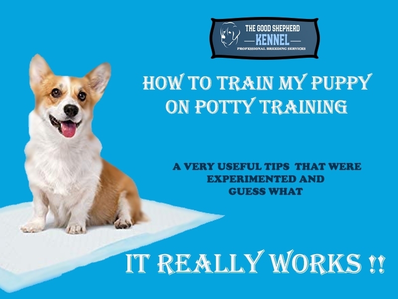 PUPPY POTTY TRAINING The good shepherd kennel
