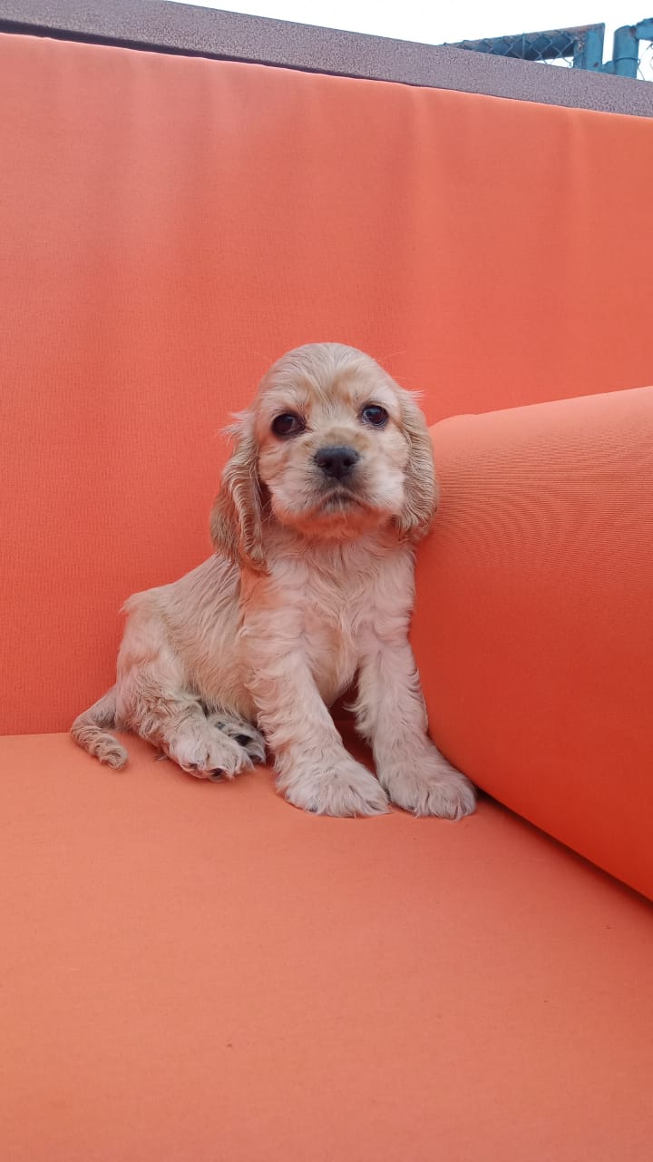 Cocker Spaniel Puppies | The good shepherd kennel