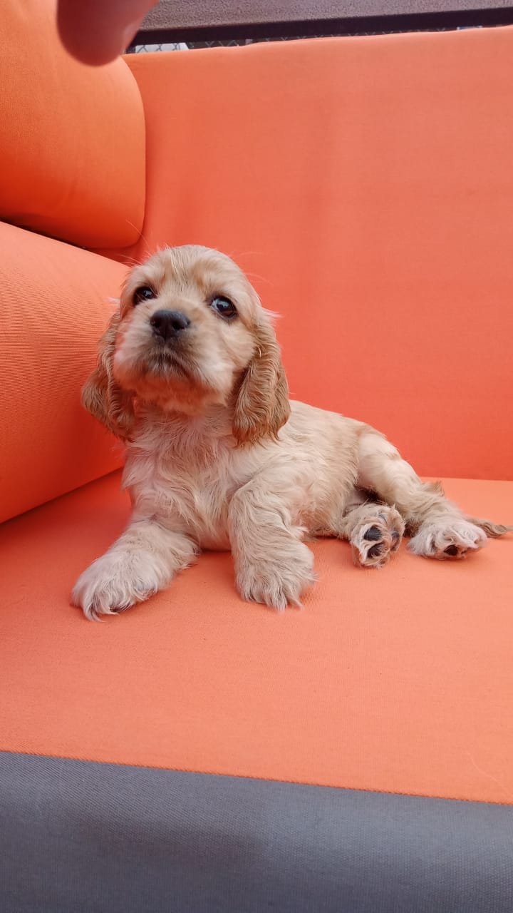 Cocker Spaniel Puppies | The good shepherd kennel