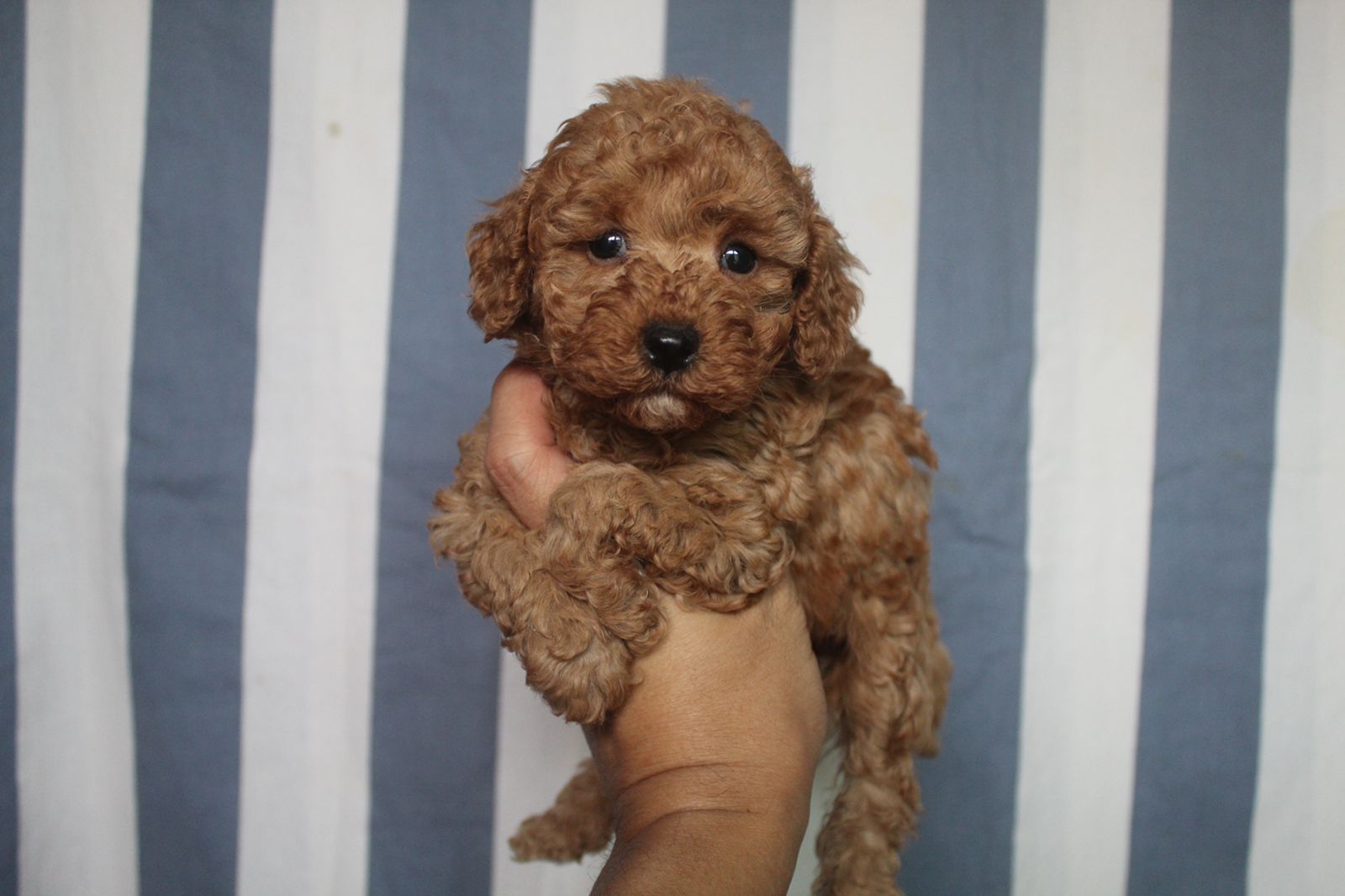 Ginger toy poodle puppy hotsell