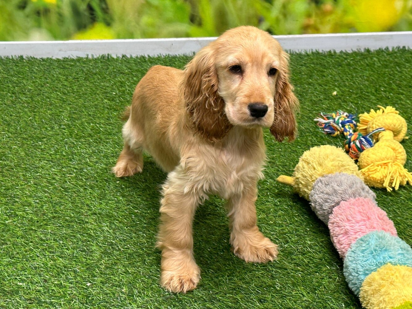 Toy cocker spaniel puppies cheap