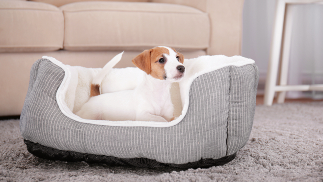 Creating a Safe Home for Your Puppy The good shepherd kennel