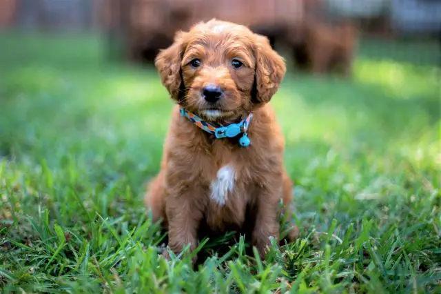 Cavapoo pomeranian hot sale puppies