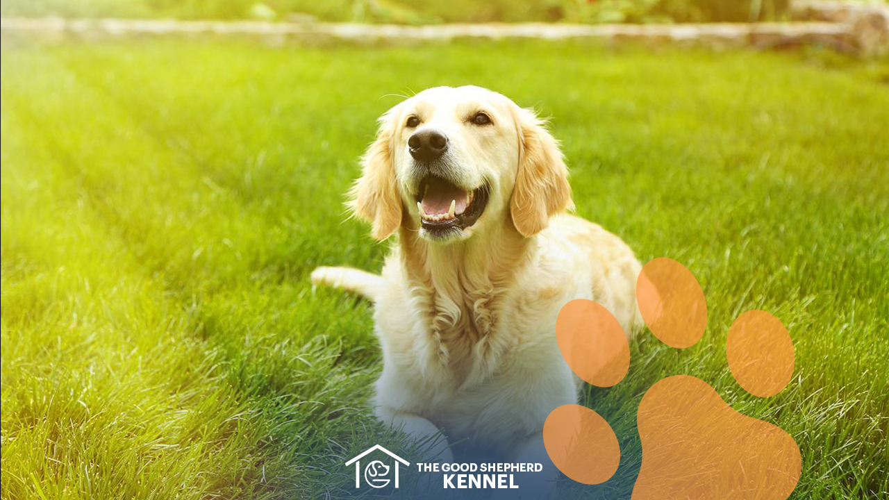 Tips for protecting your dog in the summer The good shepherd kennel