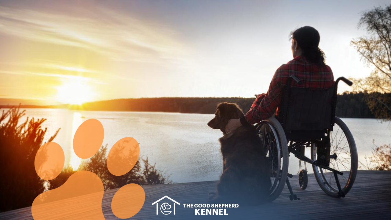 The best Dogs for disabled people The good shepherd kennel