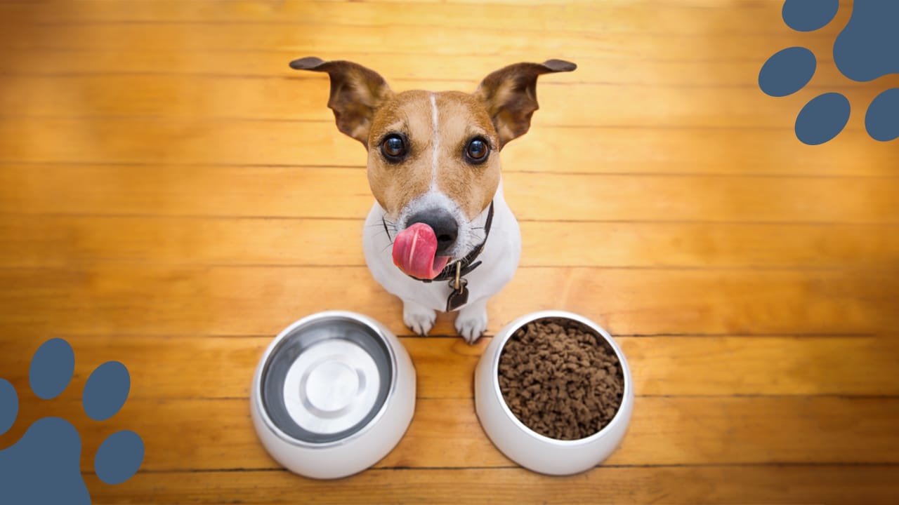 The Best ways to feed your Puppy The good shepherd kennel