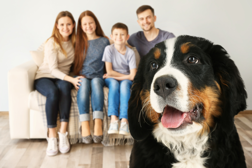 Mountain Bernese dogs The Perfect Choice for any Family The good
