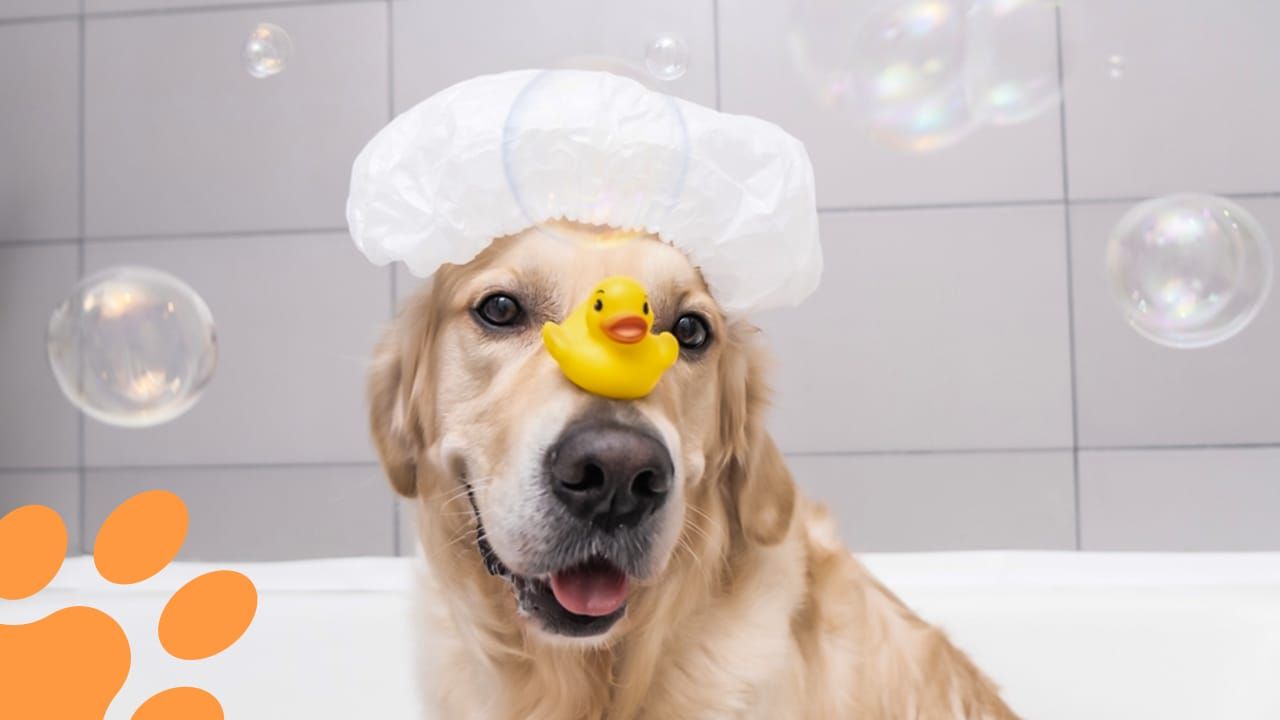 SLO County Golden Retrievers | Help please Recommendations ... - Facebook