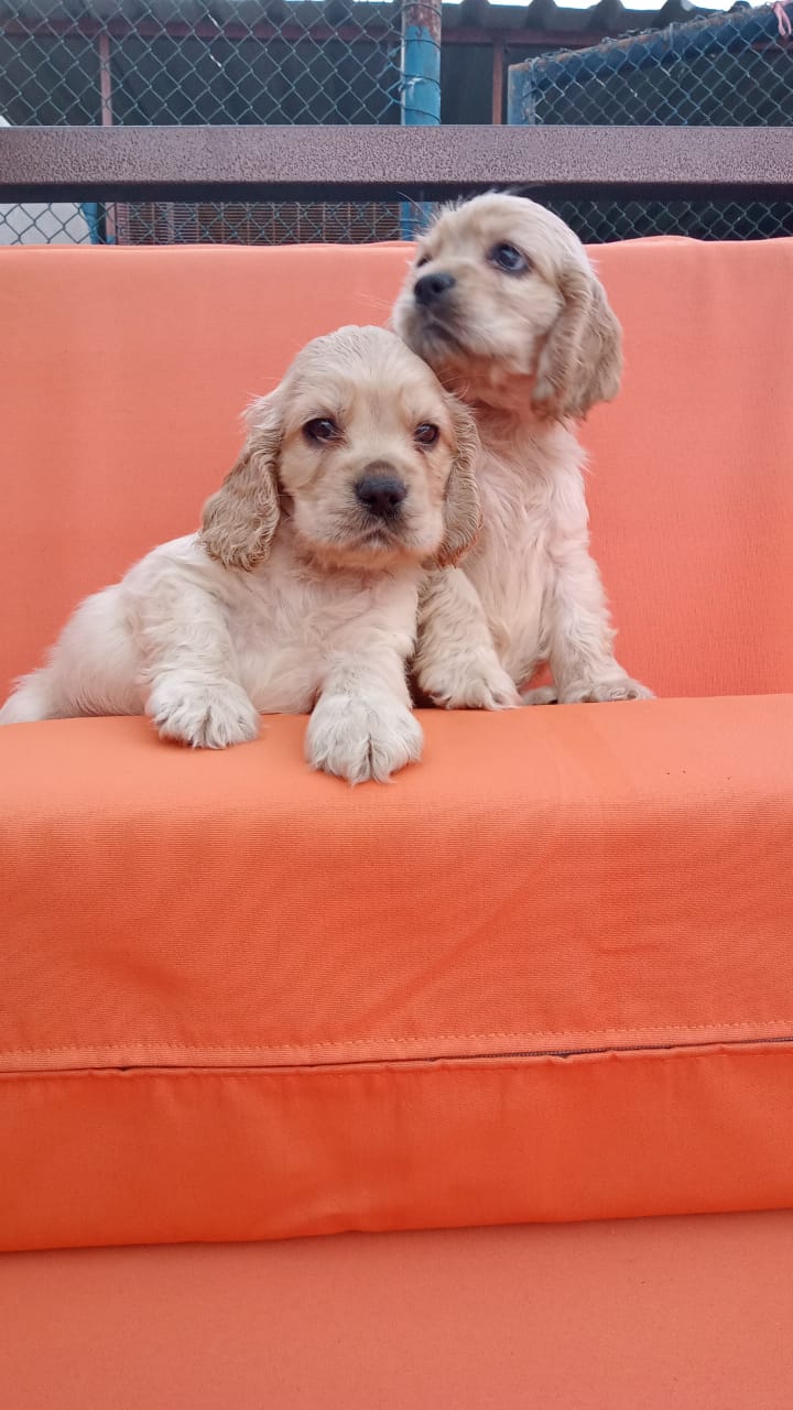 Cocker Spaniel Puppies – Good Shepherd Kennel
