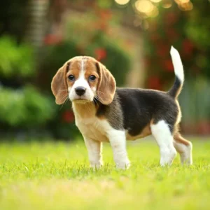 Beagles Puppies for Booking