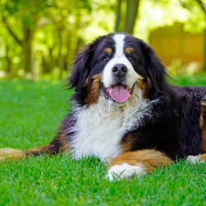 Bernese Mountain Puppies