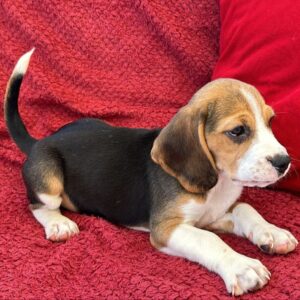 Beagles Puppies for Booking - Image 2