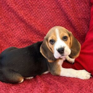 Beagles Puppies for Booking - Image 3