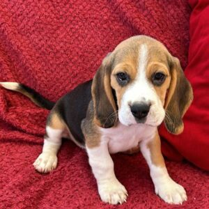 Beagles Puppies for Booking - Image 4