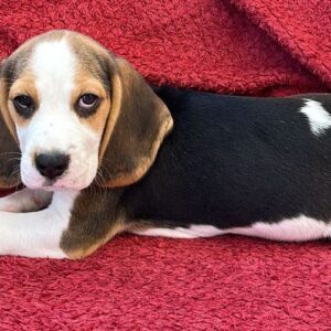 Beagles Puppies for Booking - Image 5